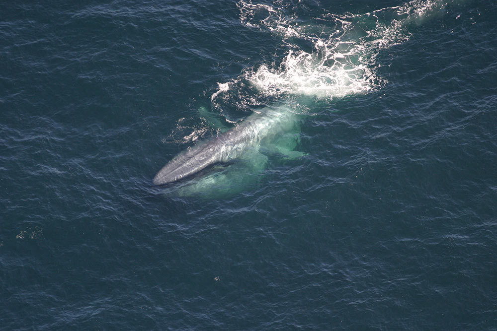 Blue Whales: Giants of the Ocean