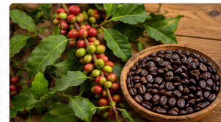 From Coffee Cherry to Cup