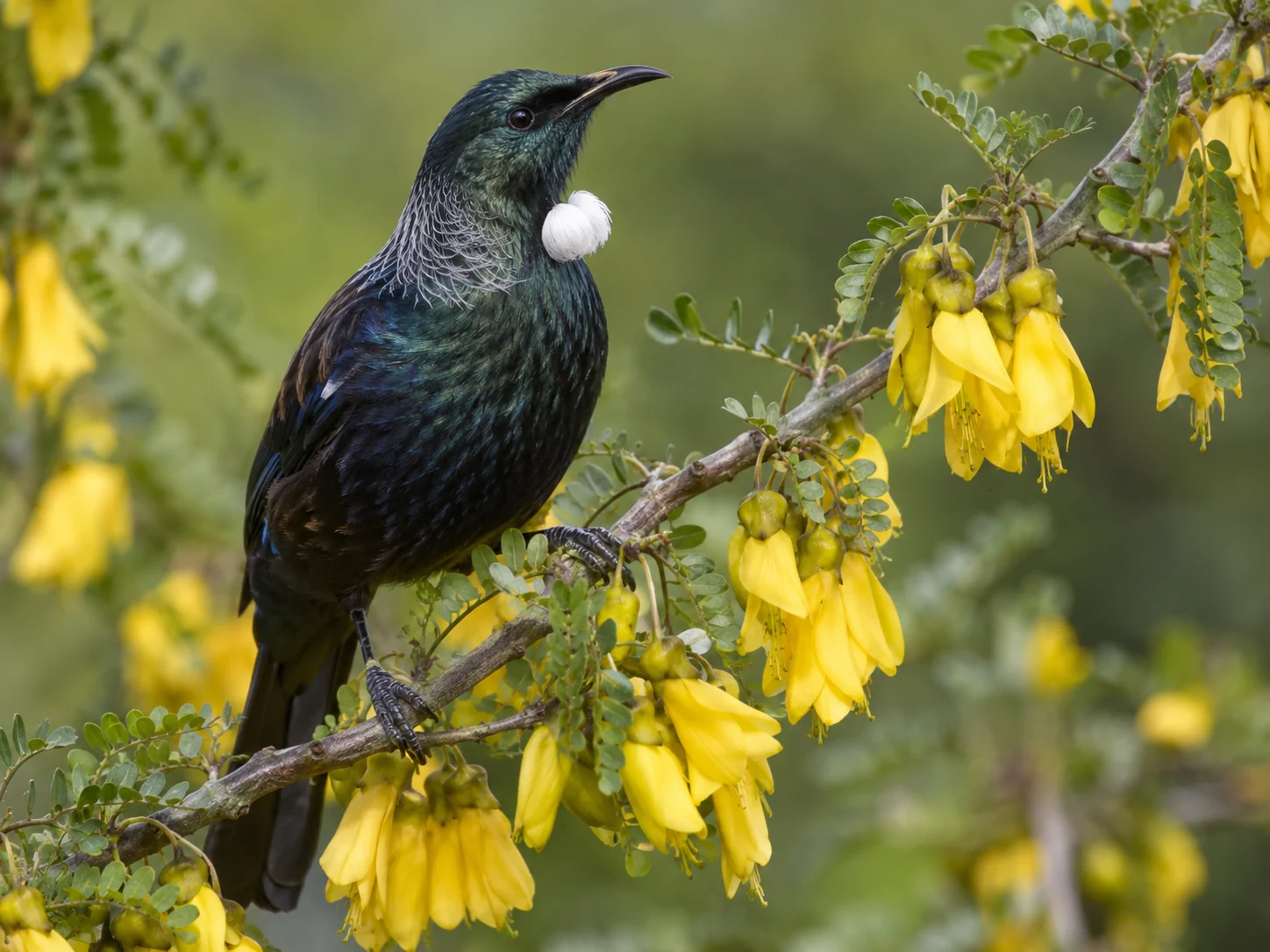 New Zealand Birds